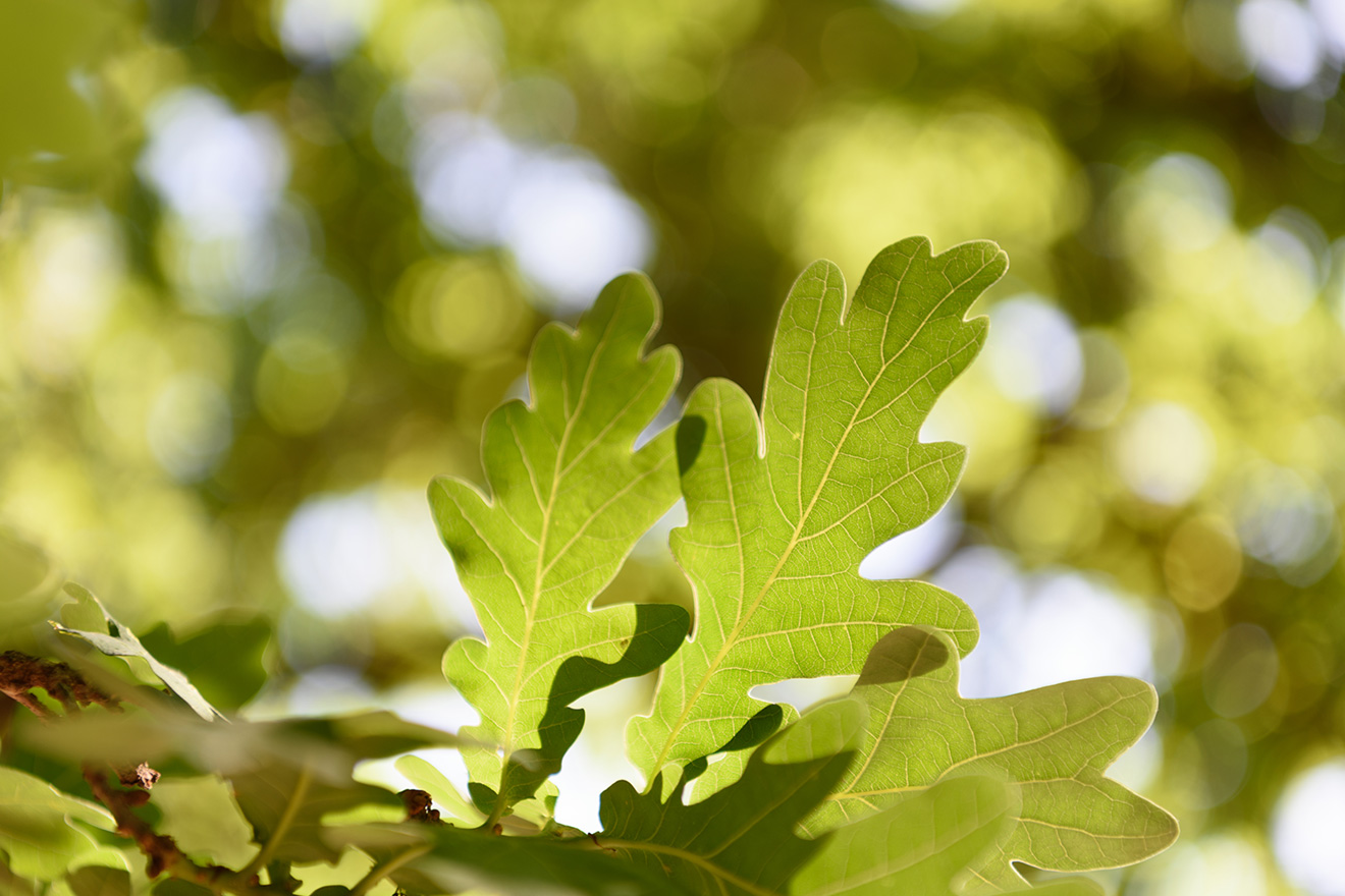 Služby Václav Holub s.r.o.
